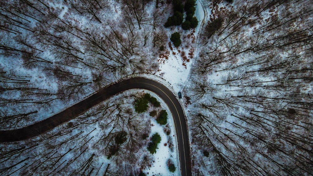 snow covered trees and road