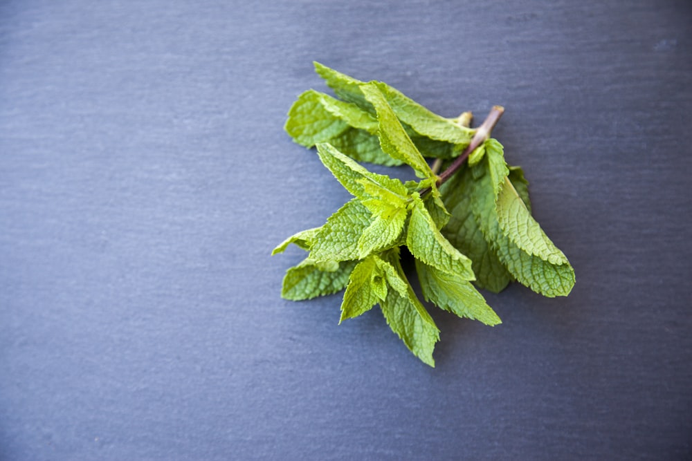 hojas verdes sobre textil gris