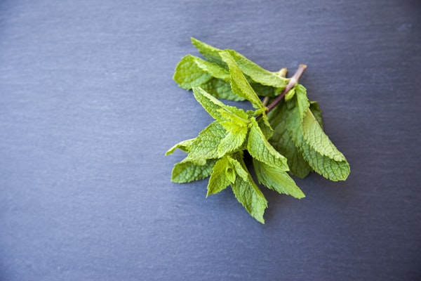 Menta — Mentha piperita