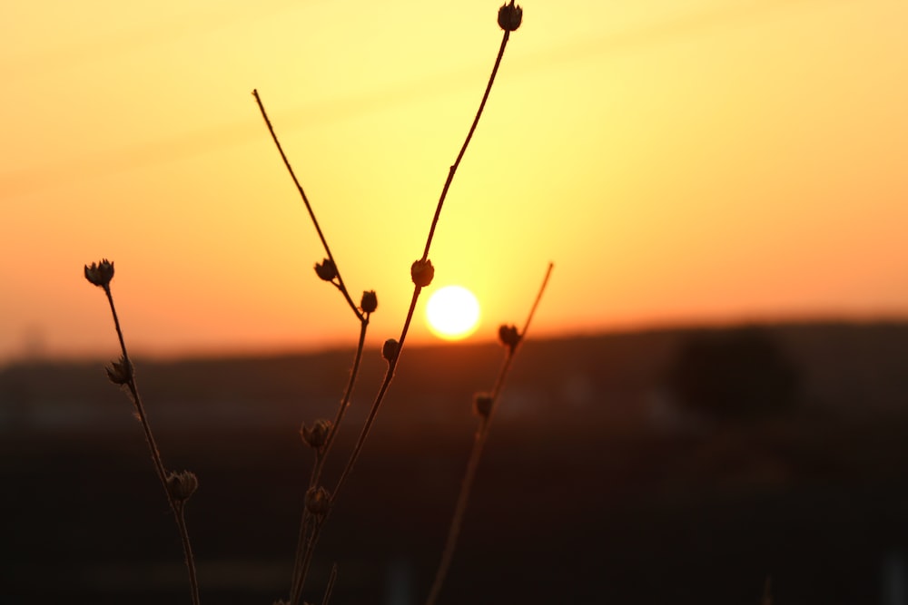 silhouette of plant during sunset