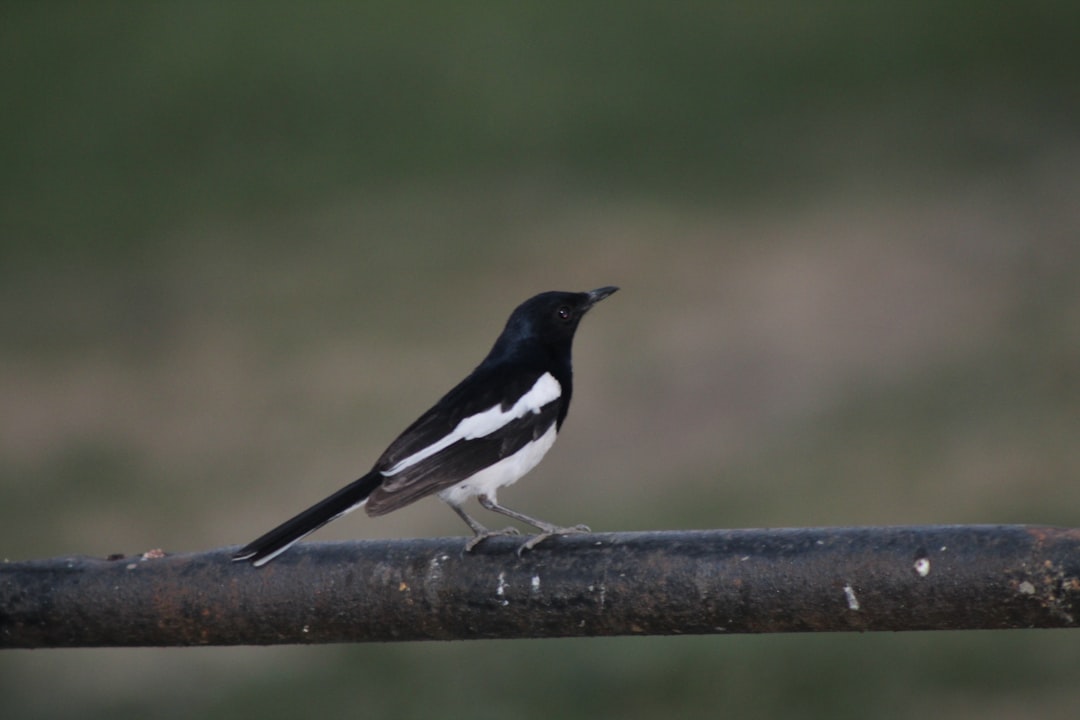 Wildlife photo spot Bhopal Bareli