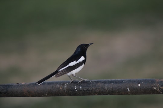 black and white bird on brown tree branch in Bhopal India