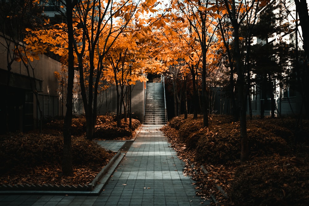 brown trees on gray concrete pathway during daytime