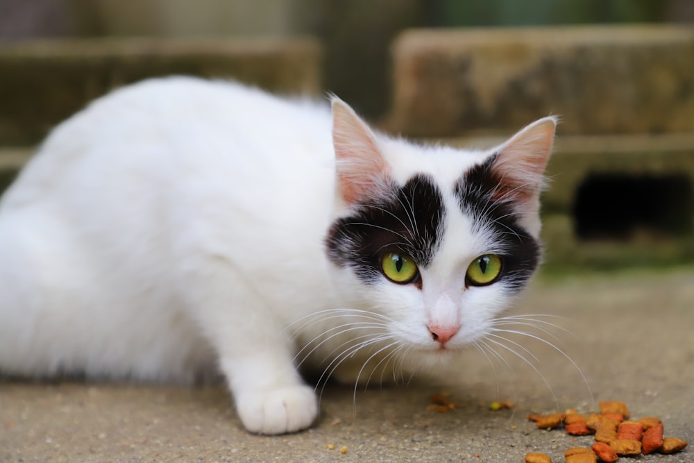 white and black cat on brown concrete floor