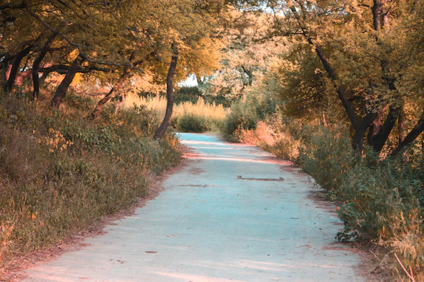 Peaceful forest path with dappled light filtering through emerald green leaves.