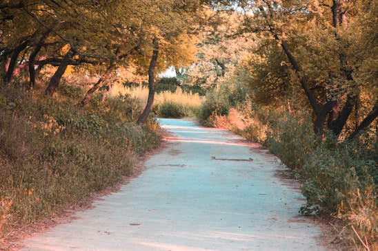 A serene forest path bathed in dappled sunlight, with a clear river flowing alongside vibrant green foliage.