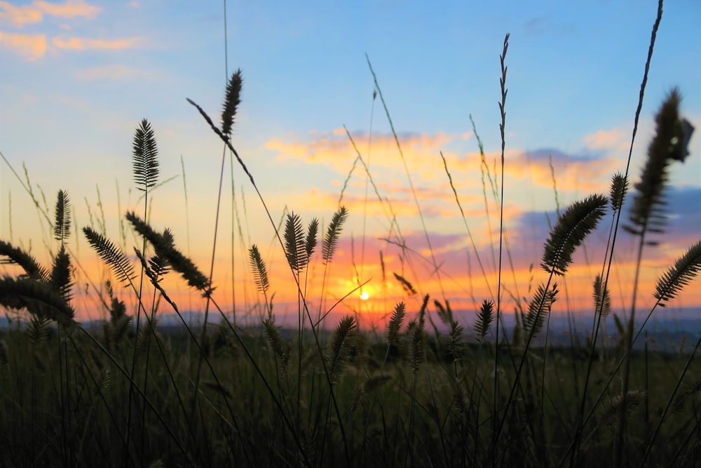 Campo de hierba verde durante la puesta de sol