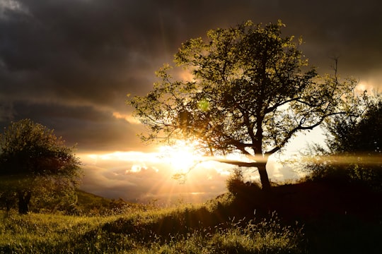 green tree under cloudy sky during daytime in Pravets Bulgaria