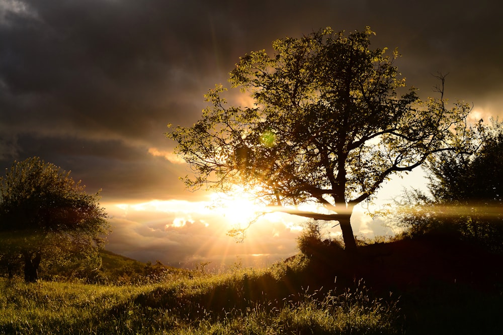 green tree under cloudy sky during daytime