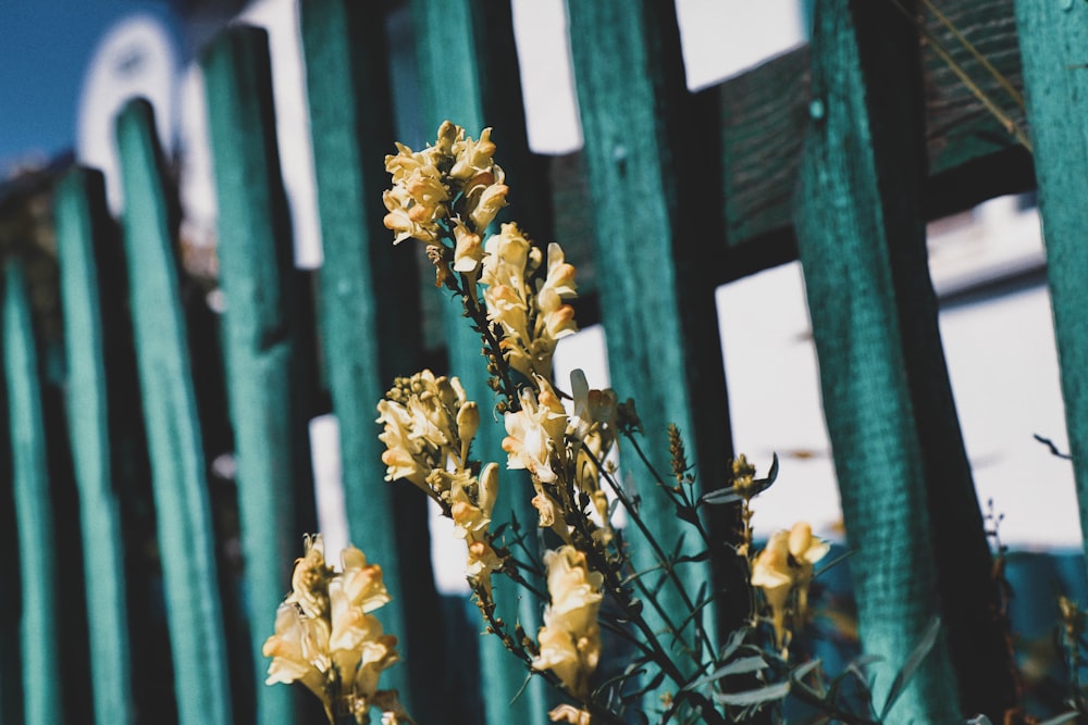 yellow flowers on black metal fence