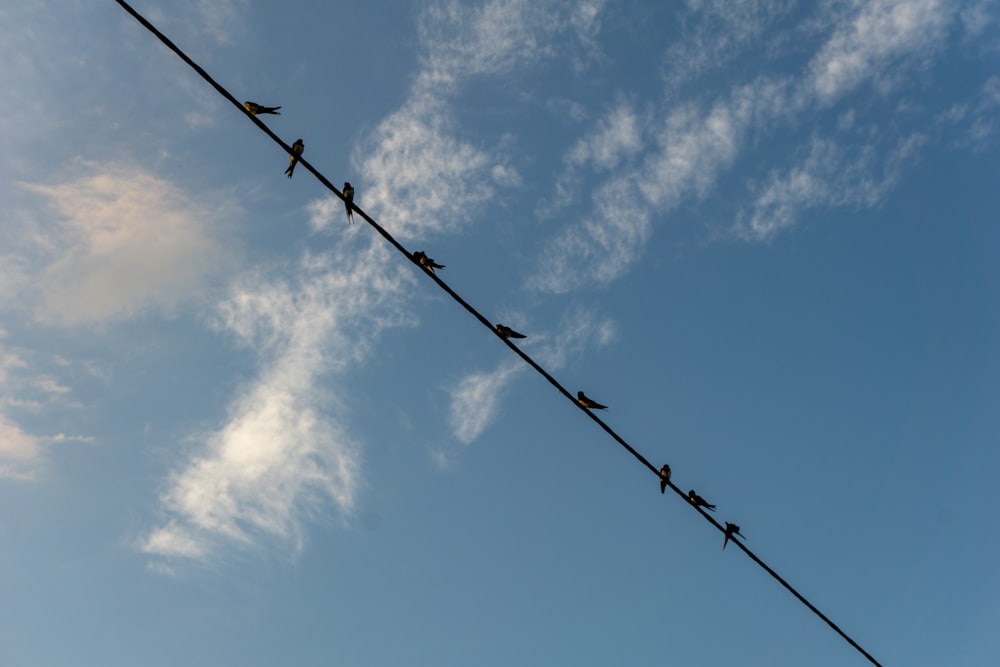 black and white birds on black wire under blue sky during daytime