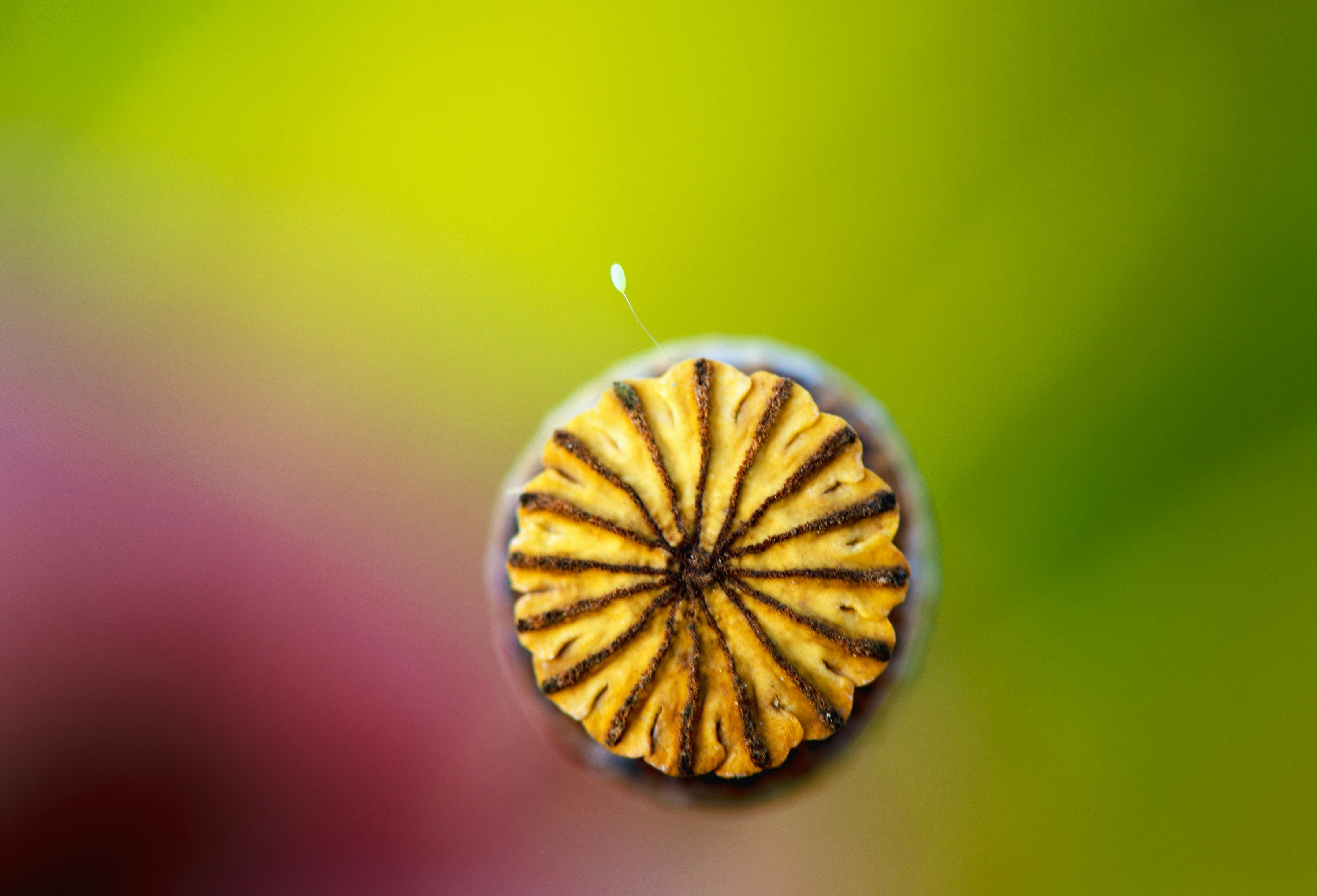 Dump Truck For Sale Near Me - Trucks you can trust