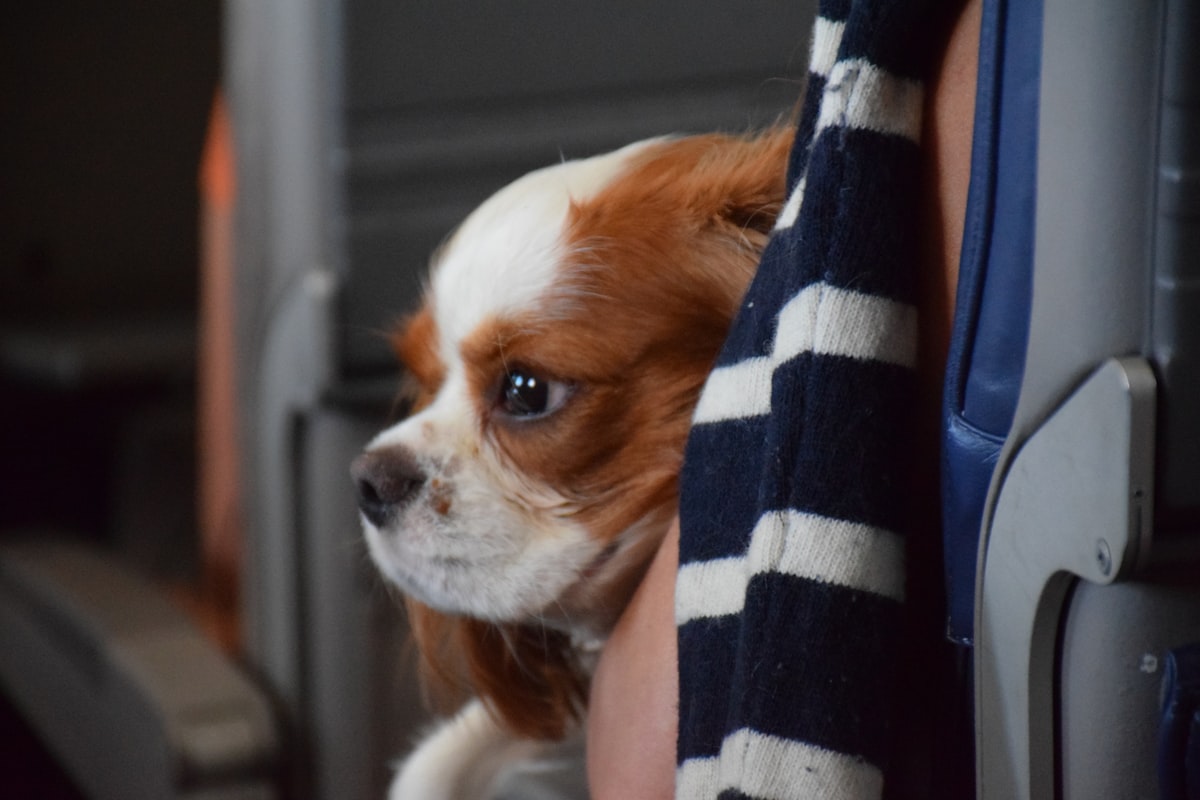 white and brown long haired small dog