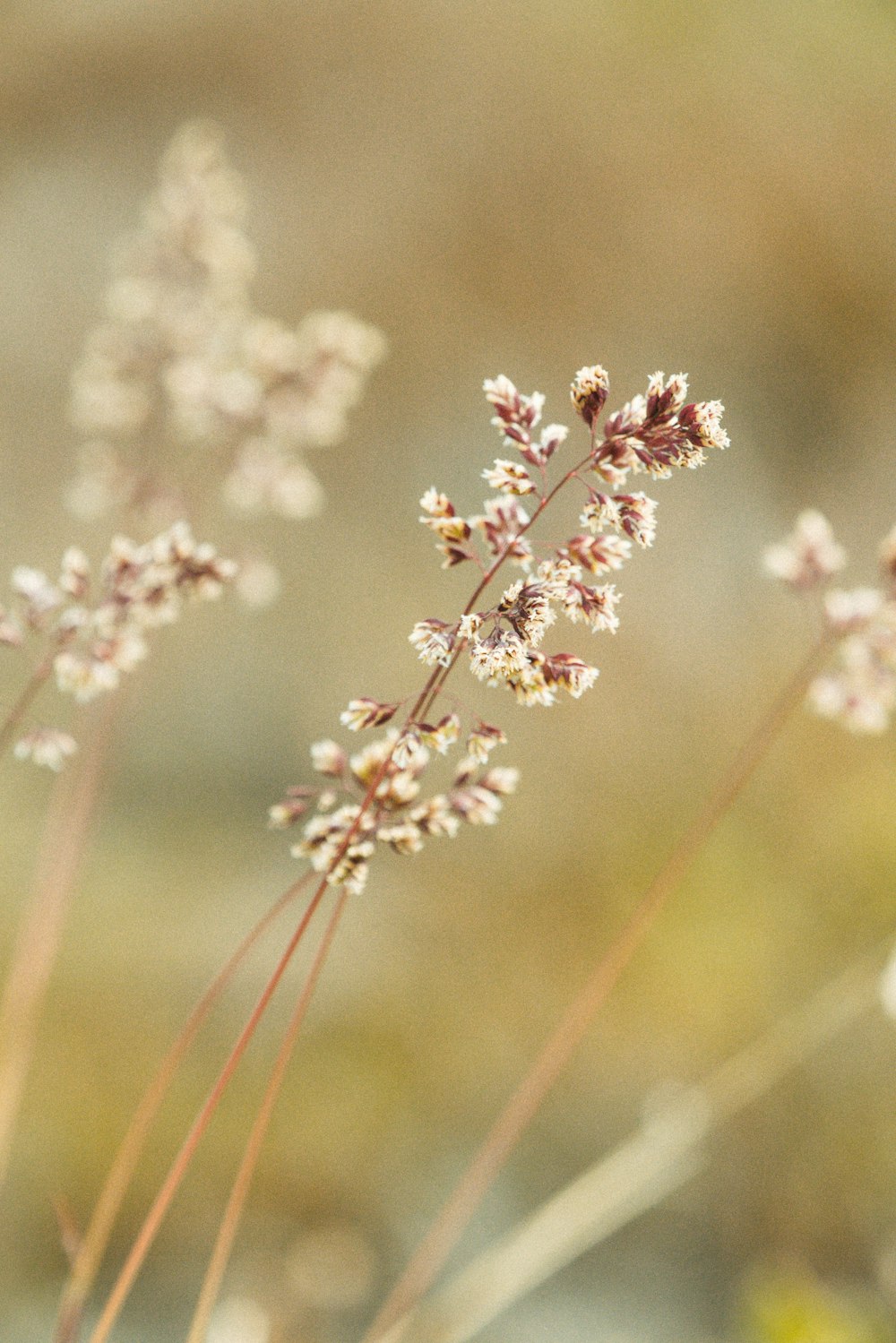 white and pink flower in tilt shift lens