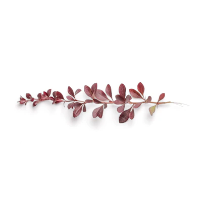 leaf decoration