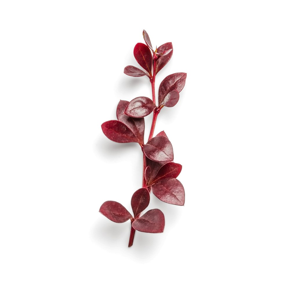 red leaves on white background