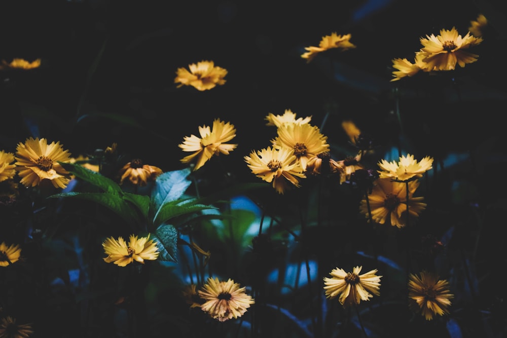 abeille jaune et noire sur fleur jaune