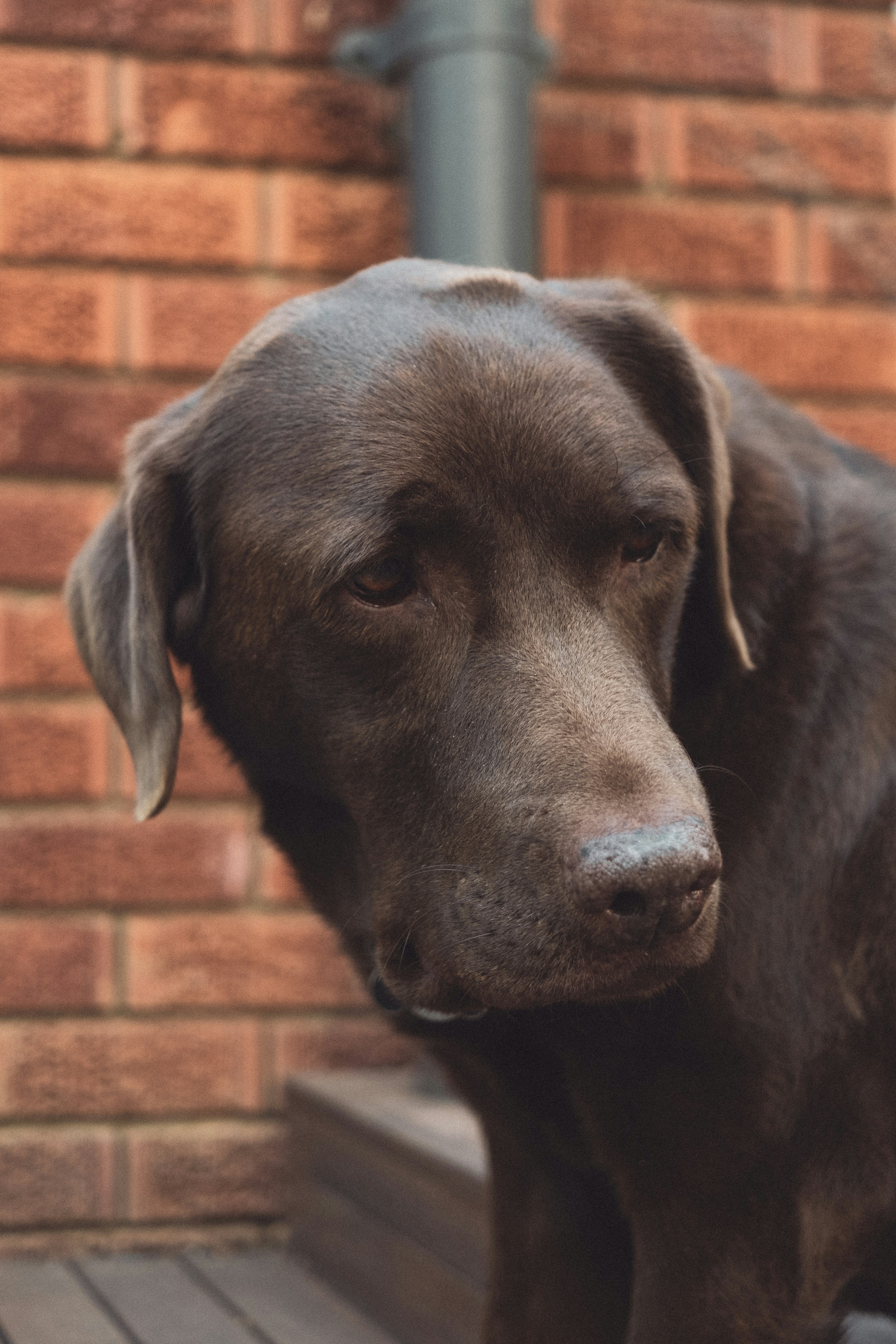 Black labrador retriever puppy near brown brick wall photo Free