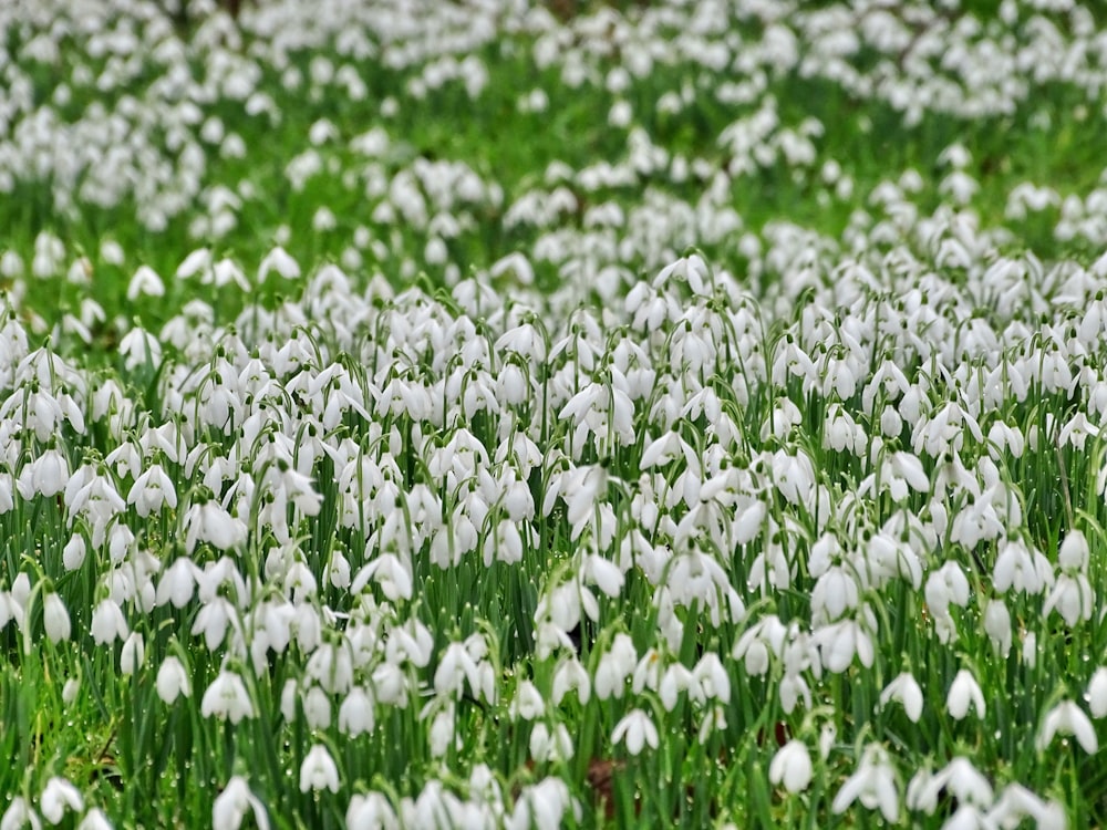 weißes Blumenfeld tagsüber