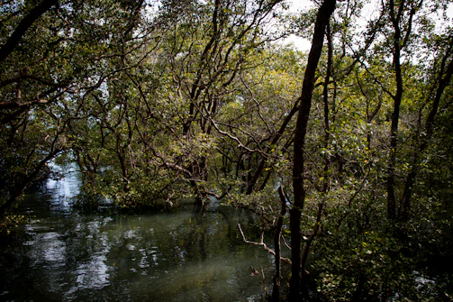 A serene mangrove forest at dawn with soft light filtering through the leaves.