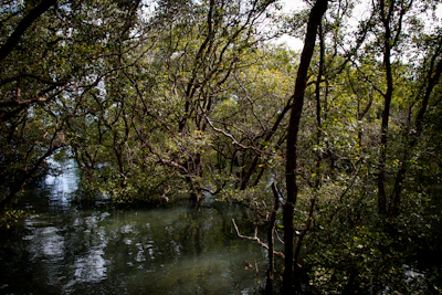 A serene mangrove forest at dawn with soft light filtering through the leaves.