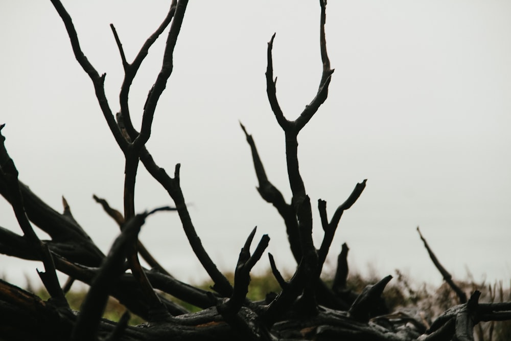 Rama de árbol marrón durante el día