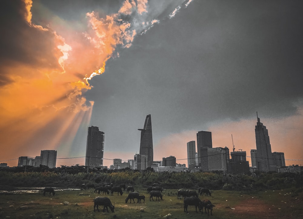 a group of animals grazing in a field with a city in the background