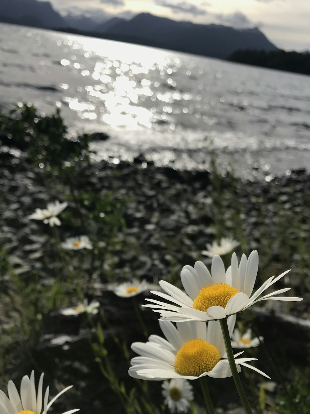 white daisy flower near body of water during daytime