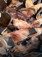 Close-up view of dried palm fronds with a textured and layered appearance. The fronds display shades of brown and tan, with fibrous strands visible.