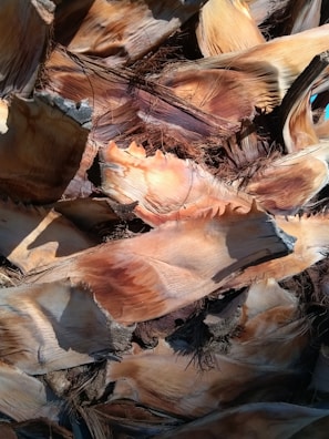 Close-up view of dried palm fronds with a textured and layered appearance. The fronds display shades of brown and tan, with fibrous strands visible.