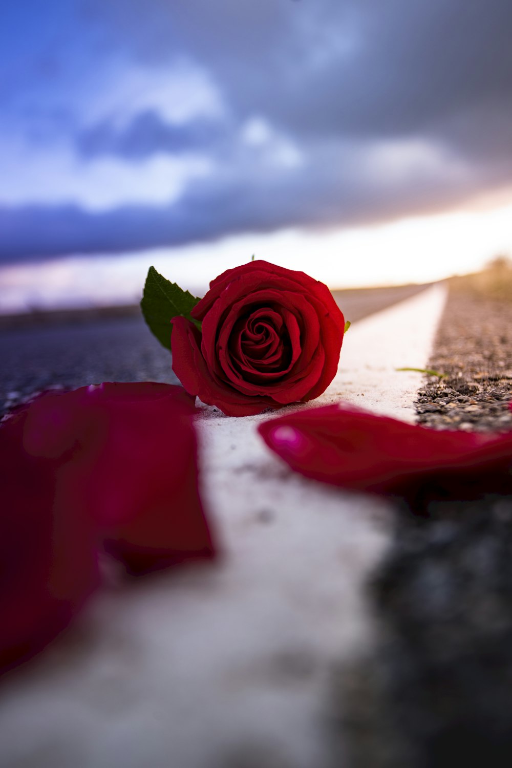 red rose on brown sand under blue sky during daytime