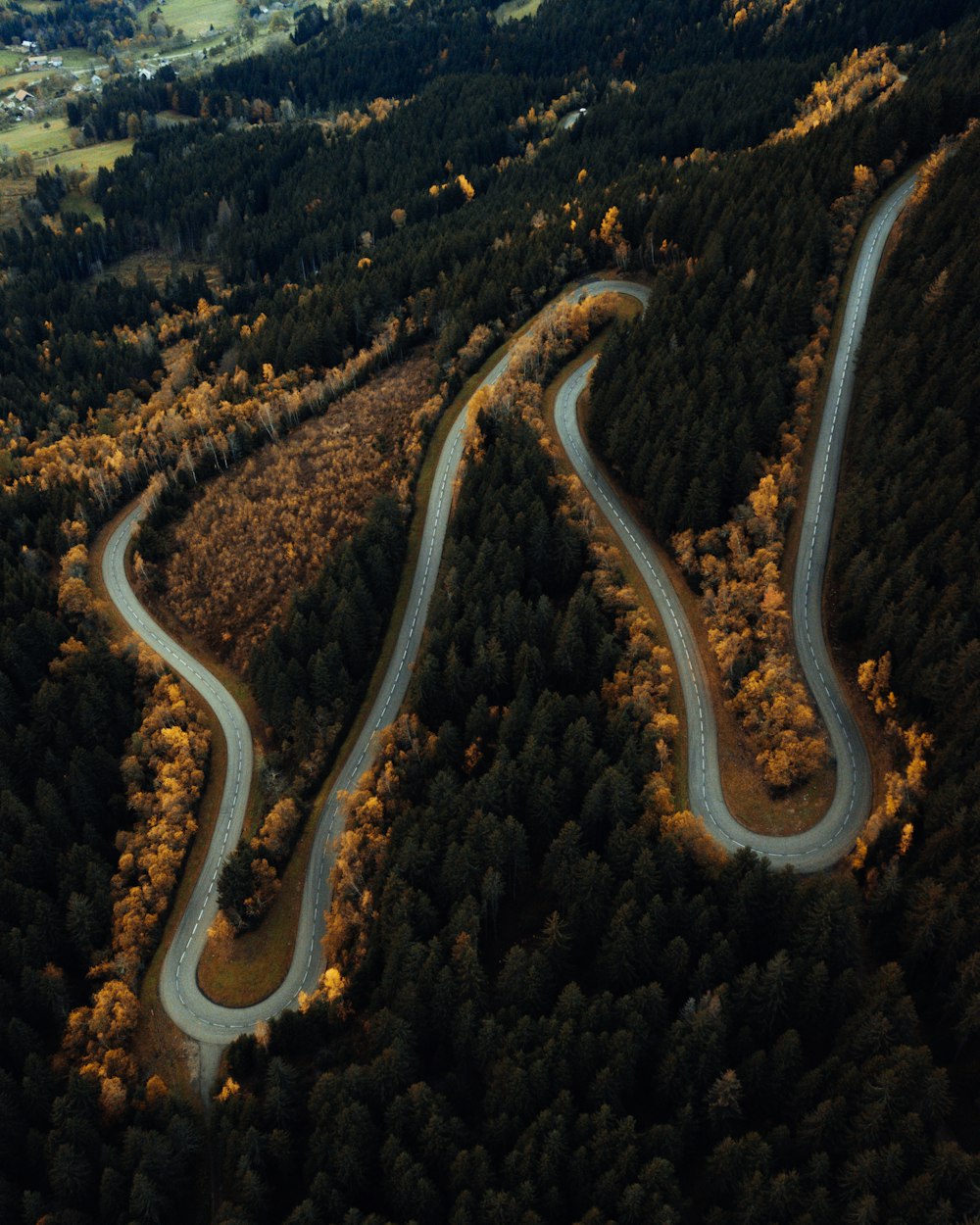 aerial view of green trees and gray road