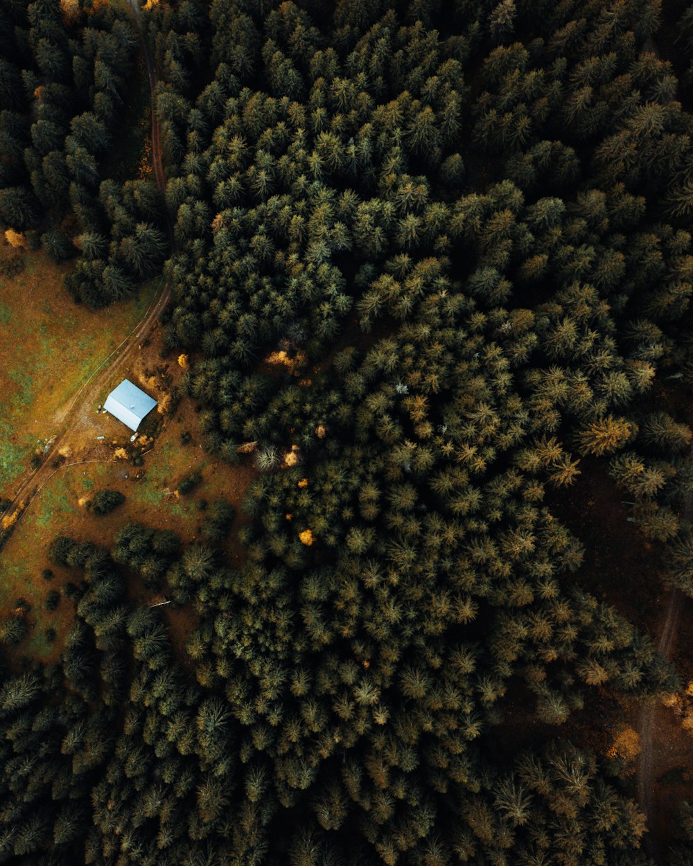 aerial view of green trees during daytime