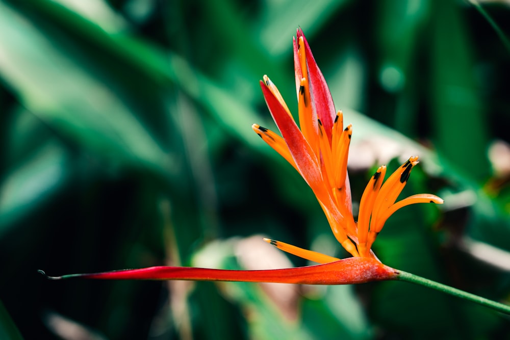 yellow and red birds of paradise in bloom during daytime