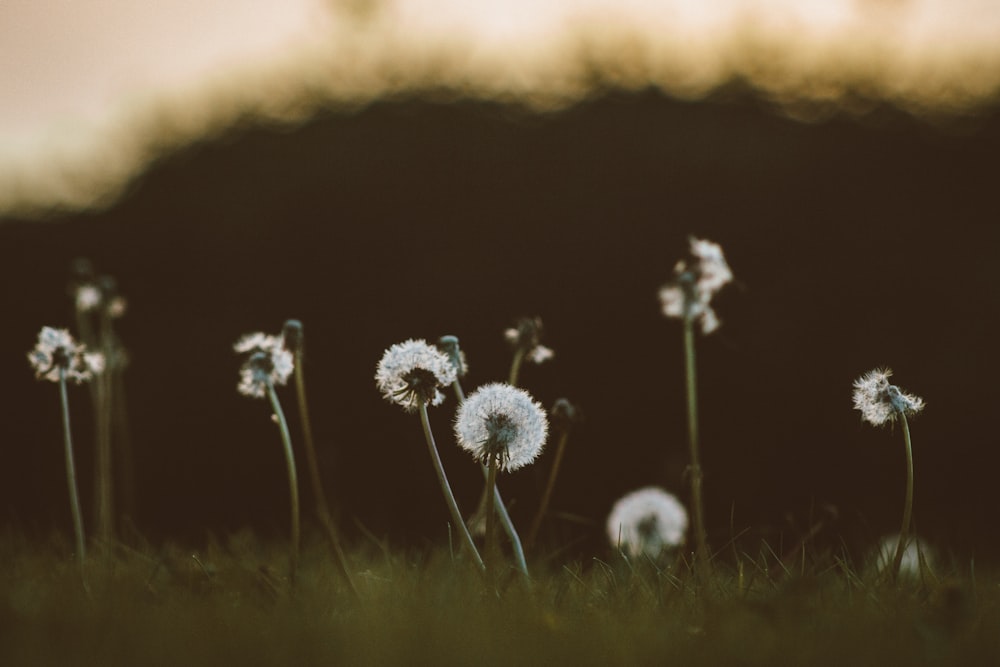 white dandelion in close up photography during daytime