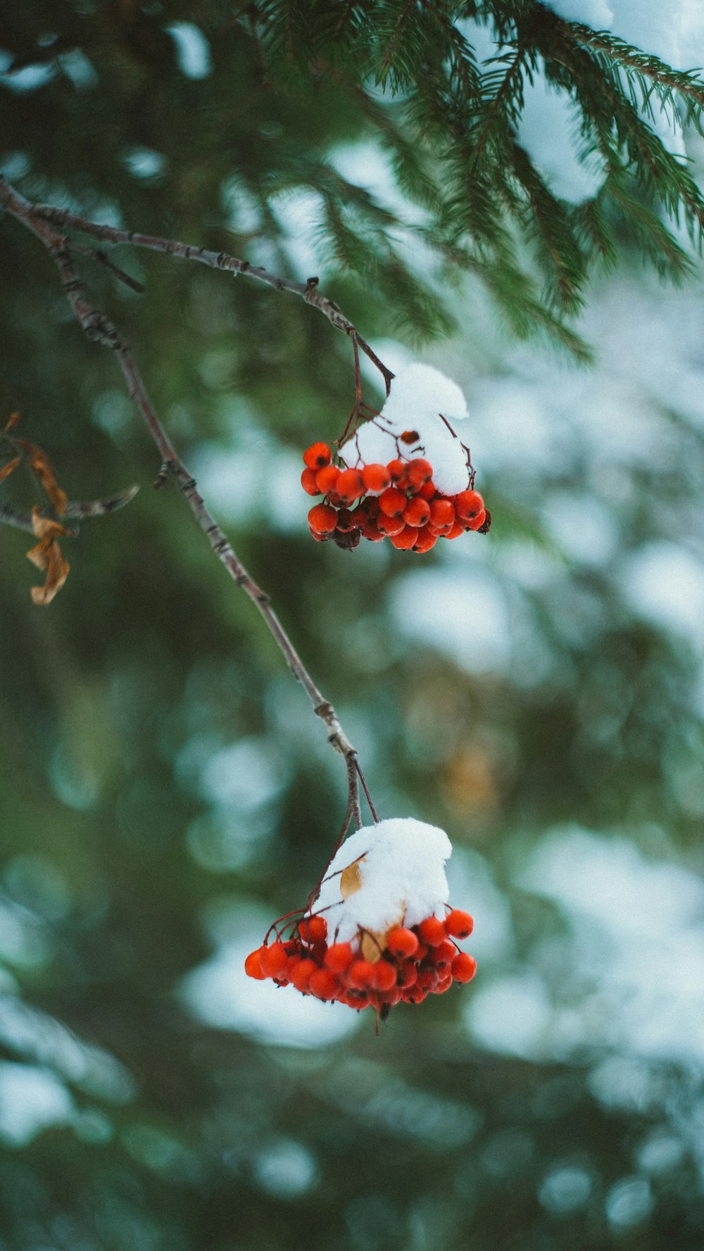red round fruits on tree branch