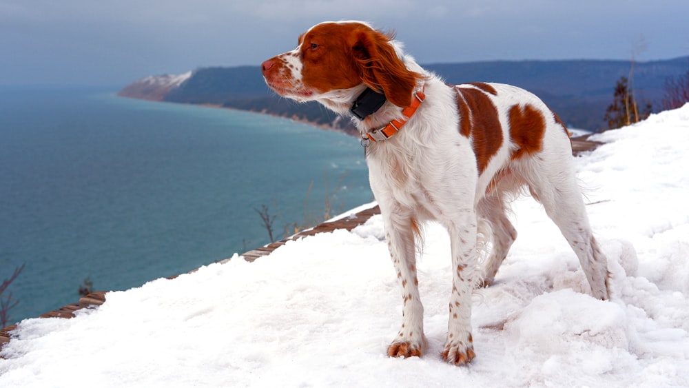 white and brown short coated dog on snow covered ground during daytime