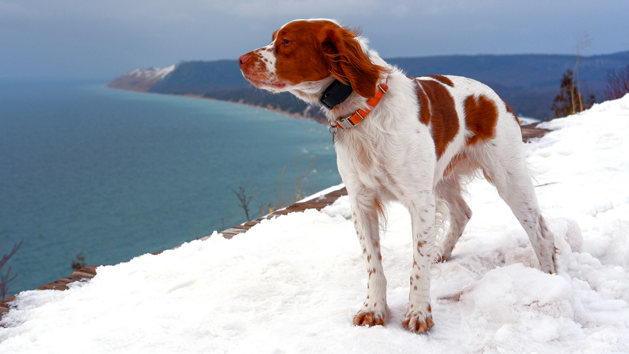 Majestic looking dog on a lake