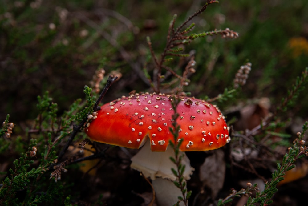 숲속의 빨간색과 흰색 버섯