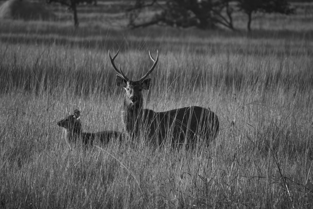 grayscale photo of deer on grass field