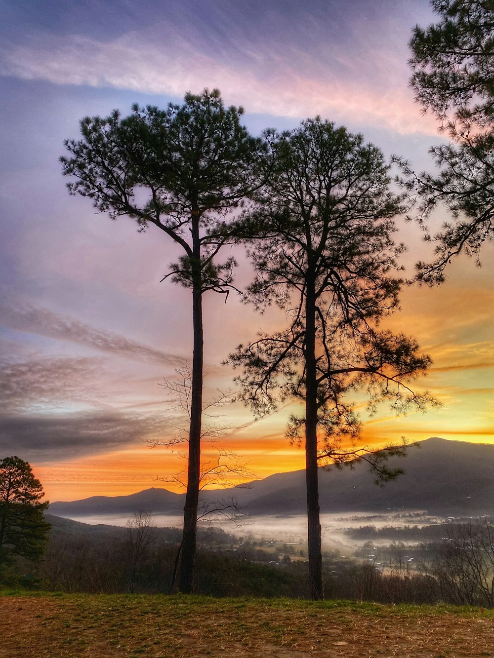 green tree on hill during sunset