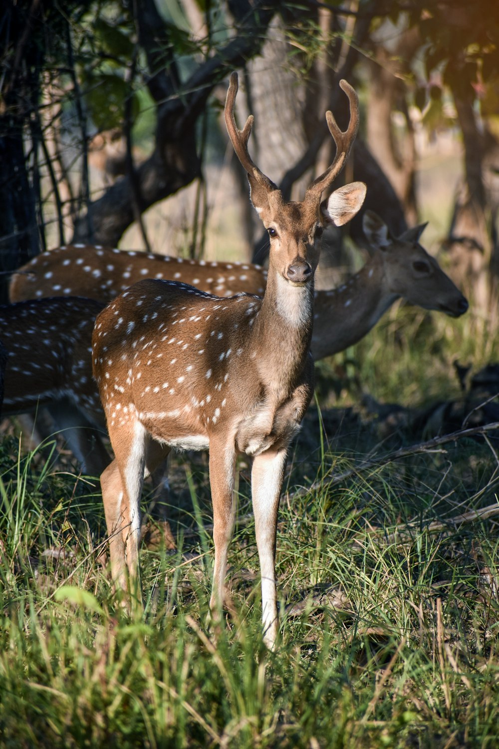 brown deer on green grass during daytime