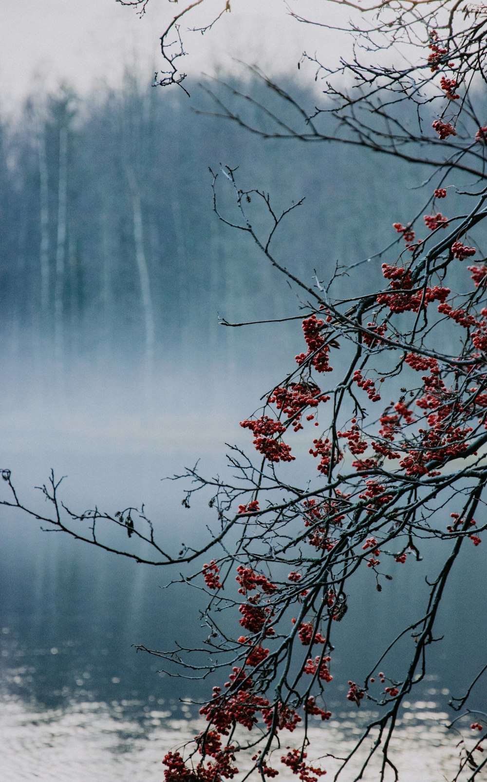 red leaf tree near body of water