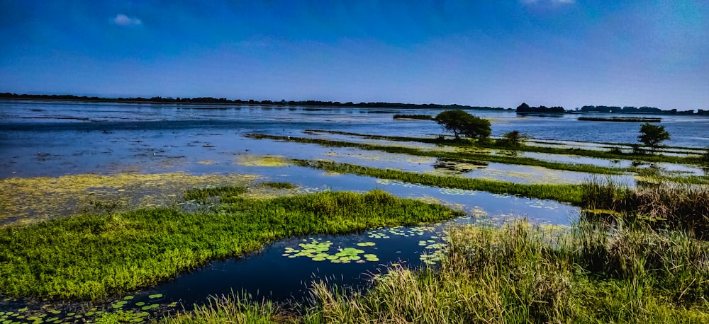 Campo de hierba verde cerca del cuerpo de agua durante el día