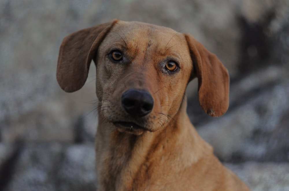 brown short coated dog in close up photography