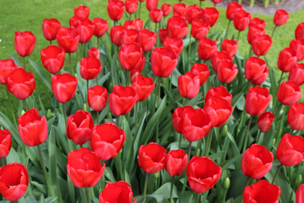 red tulips field during daytime