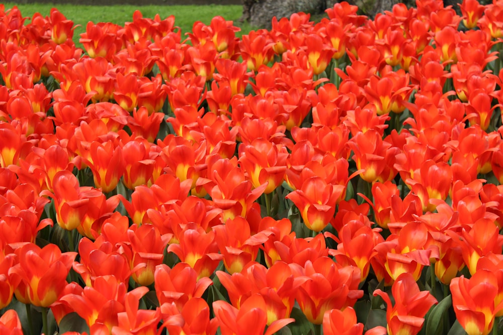 red flowers near green grass field during daytime