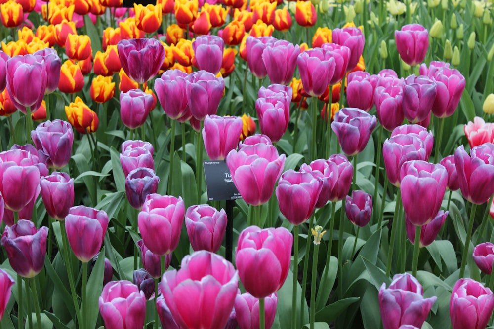purple tulips field during daytime