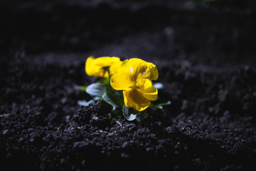 yellow flowers on black soil