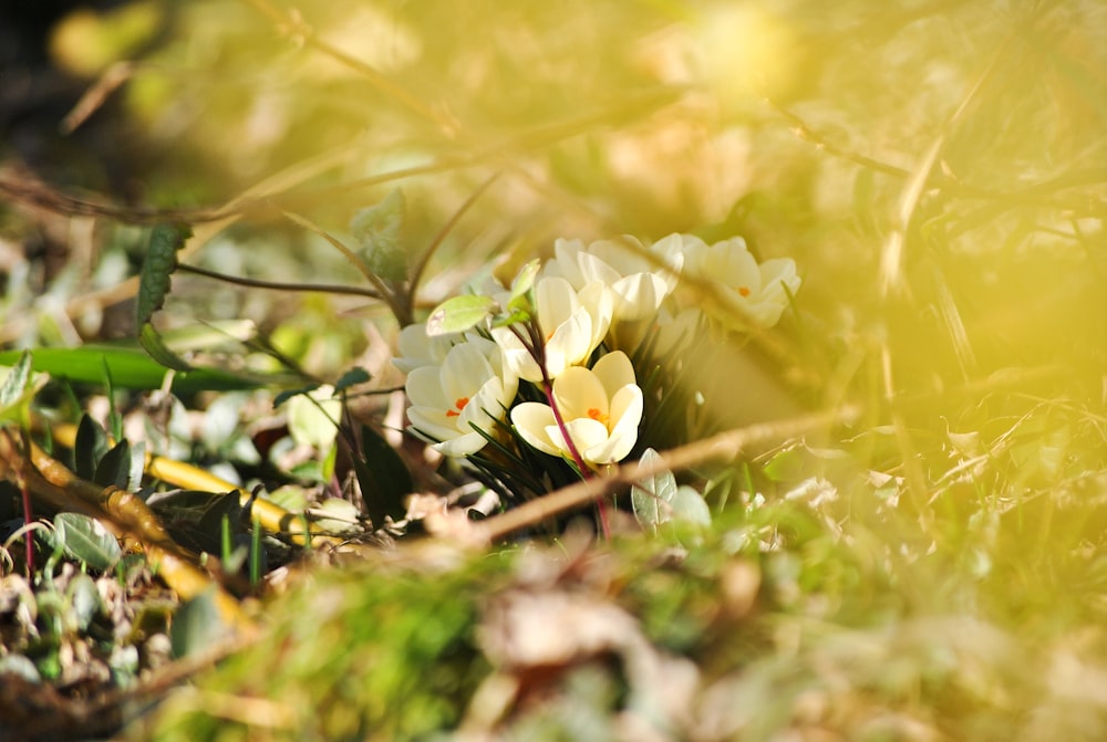 white and yellow flower on green grass during daytime